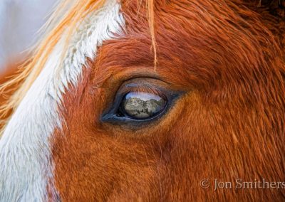 South Dakota Horse Eye Art