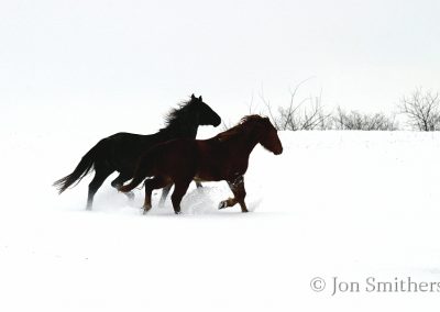 Horses in Snow