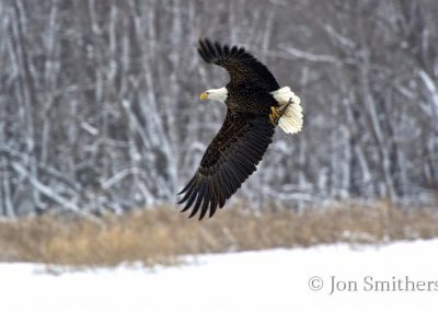 American Bald Eagle Fishing on the Mississippi River