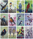 Backyard Birds of the Midwest Greeting Card Pack of 12