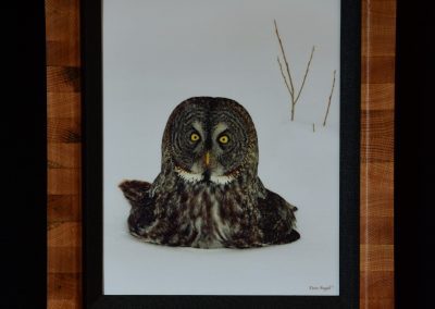 Great Gray Owl “Chillin'”
