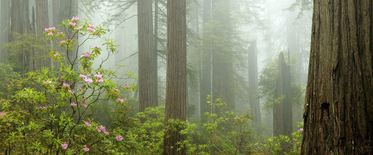 Redwoods National & State Parks; Northern California; Spring; costal redwood forests; Thick fog encroachimg on Pink & White flowering Rhododendrons (Rhododendron macrophyllum) growing near base of large trunks of towering redwood (Sequoia sempervirens) trees.